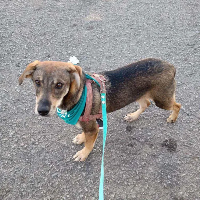 Cachorro raça SRD idade 7 a 11 meses nome Duquesa