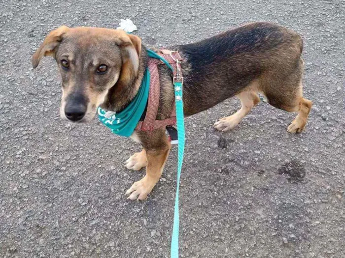 Cachorro raça SRD idade 7 a 11 meses nome Duquesa