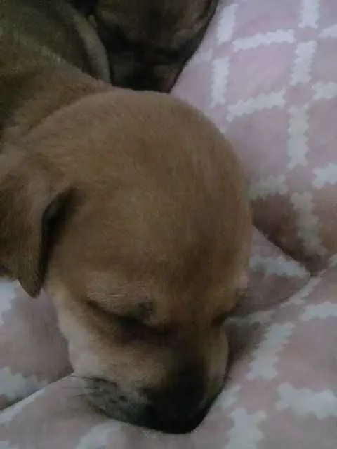 Cachorro raça SRD  idade Abaixo de 2 meses nome Sem nome