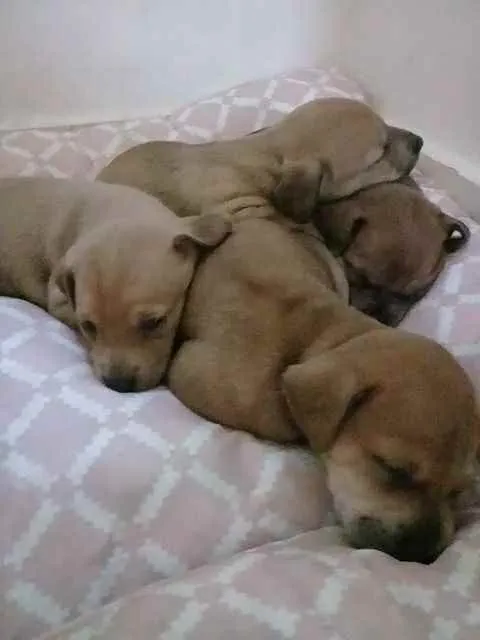 Cachorro raça SRD  idade Abaixo de 2 meses nome Sem nome