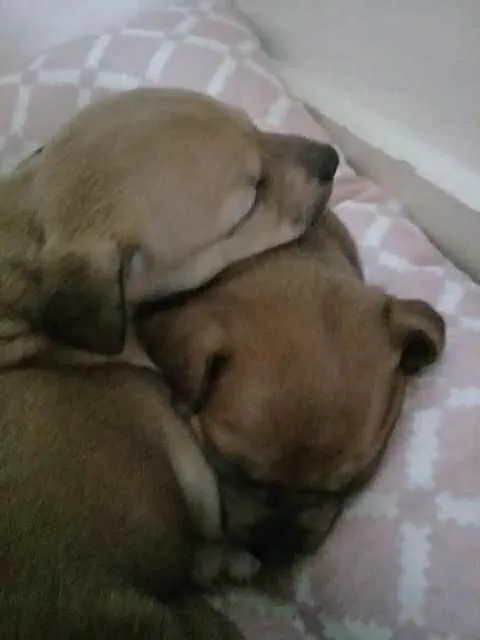 Cachorro raça SRD  idade Abaixo de 2 meses nome Sem nome