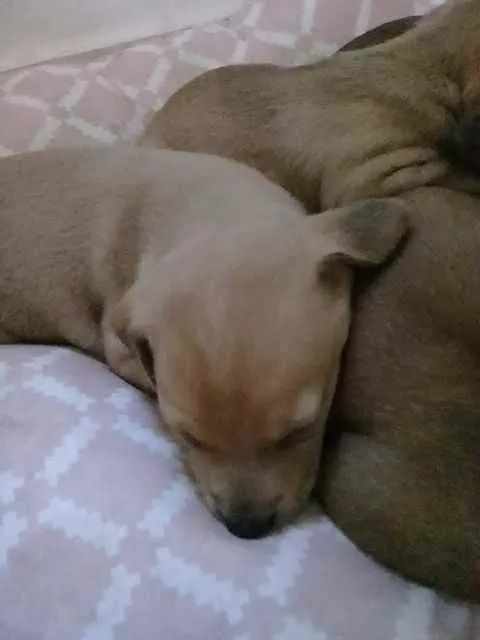 Cachorro raça SRD idade Abaixo de 2 meses nome Sem nome