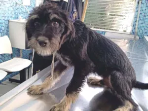 Cachorro raça SRD idade 2 a 6 meses nome Théo