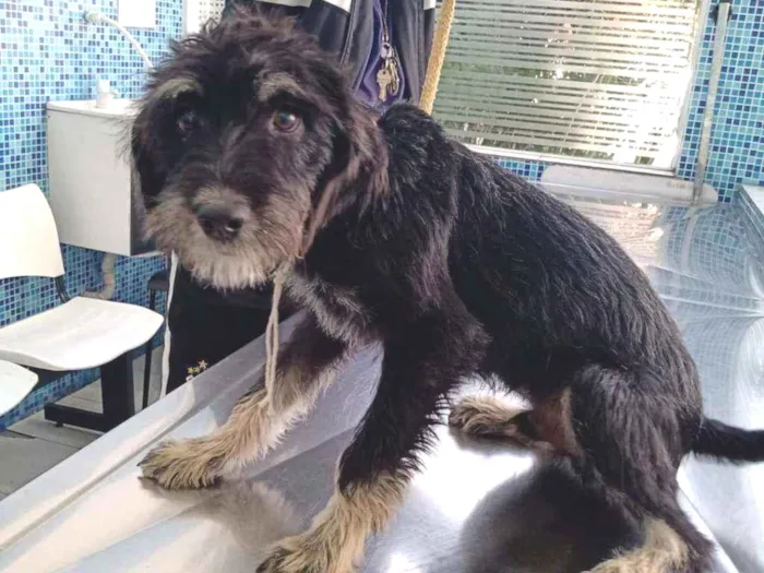 Cachorro raça SRD idade 2 a 6 meses nome Théo