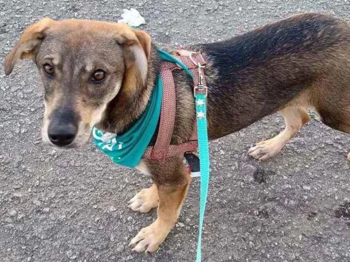 Cachorro raça SRD idade 7 a 11 meses nome Duquesa