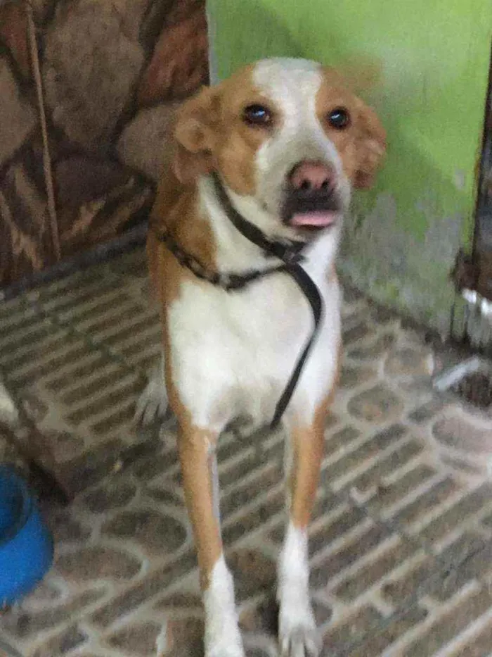 Cachorro ra a Vira lata idade 4 anos nome Bethoven