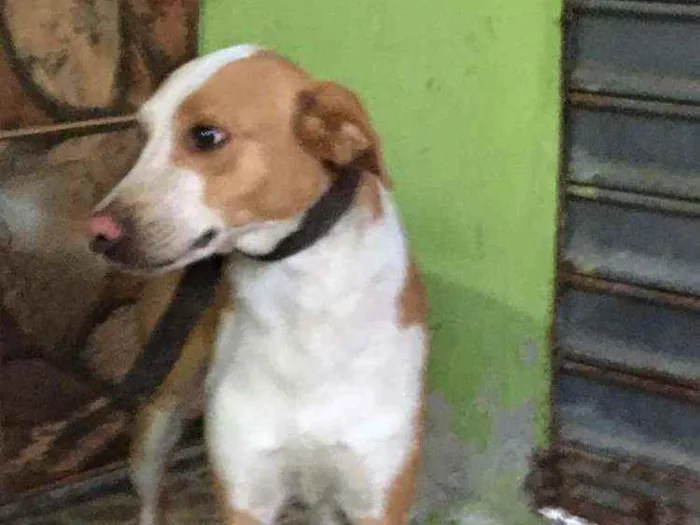Cachorro ra a Vira lata idade 4 anos nome Bethoven