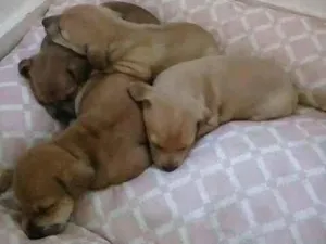 Cachorro raça SRD  idade Abaixo de 2 meses nome Sem nome
