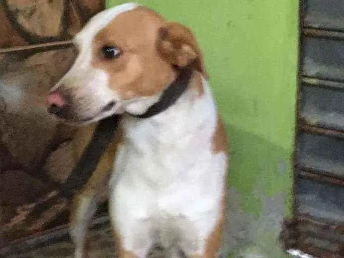 Cachorro ra a Vira lata idade 4 anos nome Bethoven