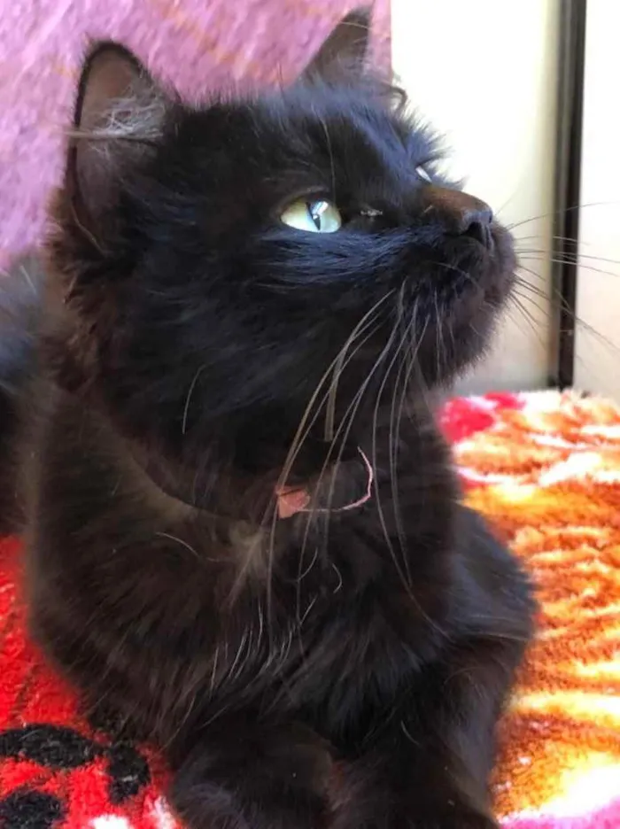 Gato ra a Srd idade 1 ano nome Cacau