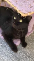Cacau