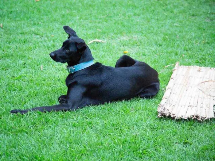 Cachorro ra a SRD idade 2 anos nome Filó