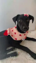 Perola