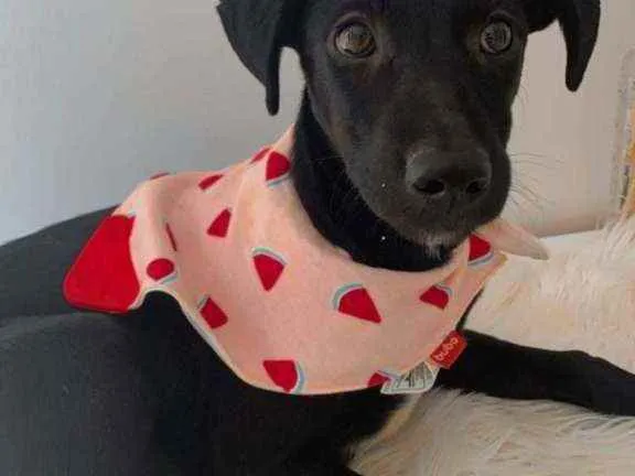 Cachorro ra a SRD idade 2 a 6 meses nome Perola