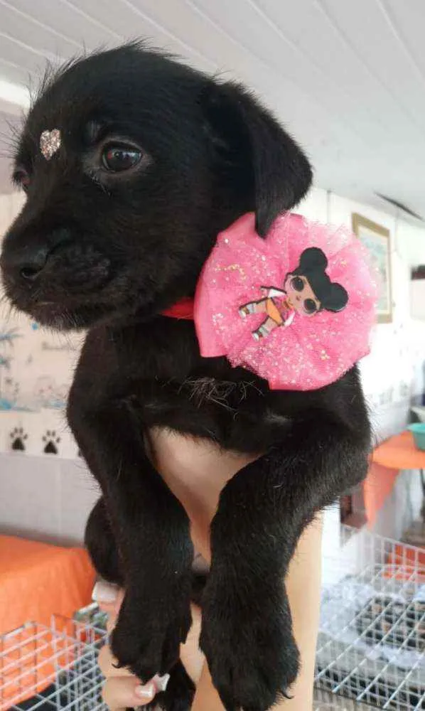 Cachorro ra a Srd idade  nome filhotes 40 dias
