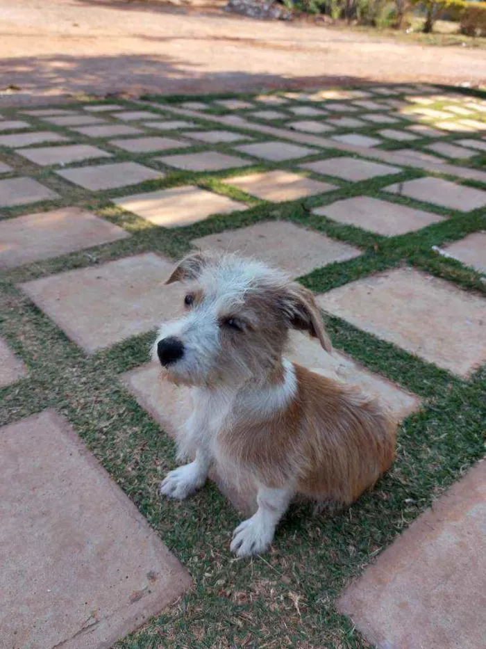 Cachorro raça Vira lata idade 2 a 6 meses nome Jenner