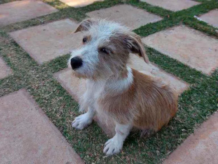 Cachorro raça Vira lata idade 2 a 6 meses nome Jenner