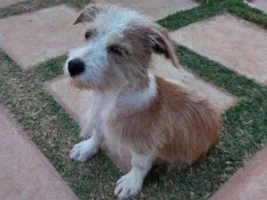Cachorro raça Vira lata idade 2 a 6 meses nome Jenner