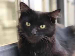 Gato raça Srd idade 1 ano nome Cacau