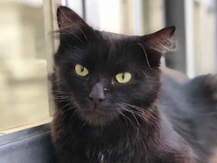 Gato ra a Srd idade 1 ano nome Cacau