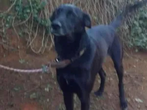 Cachorro raça SRD-ViraLata idade 4 anos nome Filó