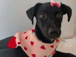 Cachorro raça SRD idade 2 a 6 meses nome Perola