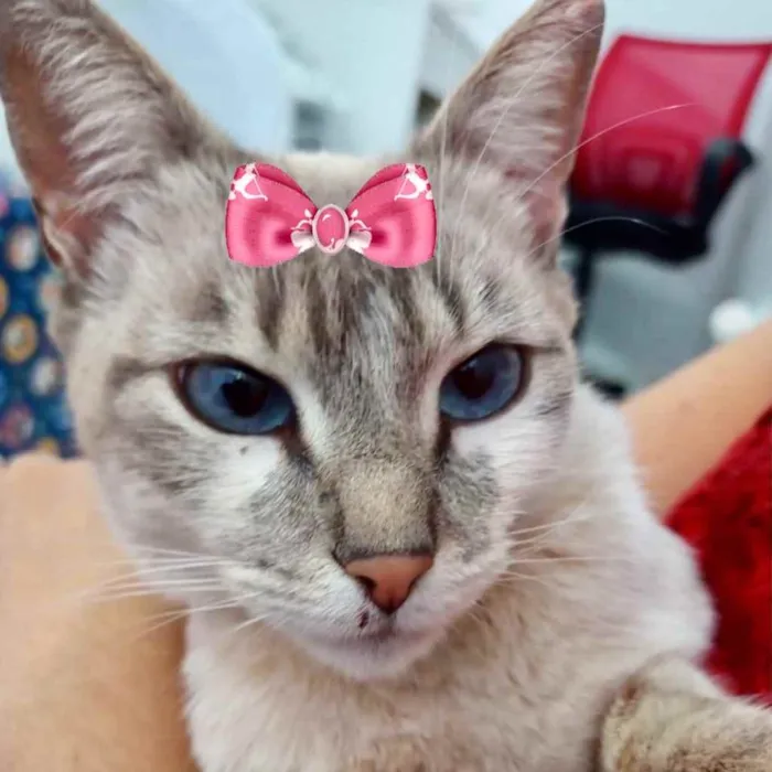 Gato ra a Mestiça  idade 2 a 6 meses nome Amora 