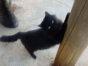 Gato raça Srd idade 1 ano nome Preta
