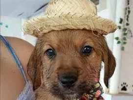 Cachorro raça Srd idade  nome filhotes 40 dias