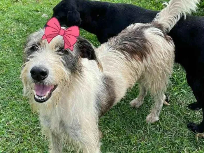 Cachorro ra a SRD idade 2 anos nome Espoleta 