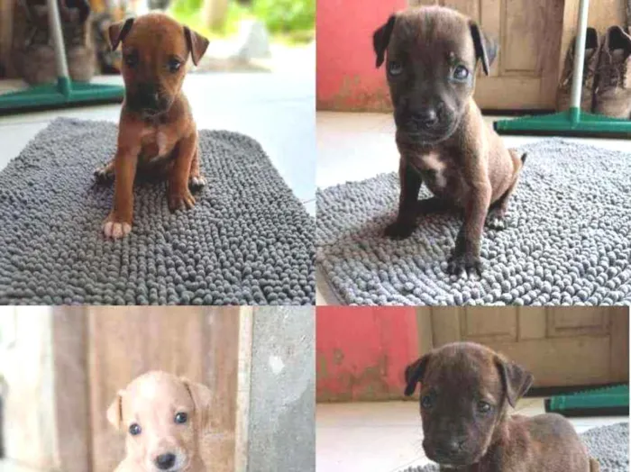 Cachorro ra a Vira latas idade Abaixo de 2 meses nome Filhotes