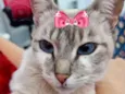 Amora 