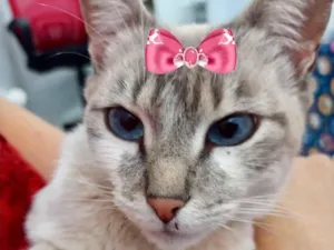 Gato raça Mestiça  idade 2 a 6 meses nome Amora 