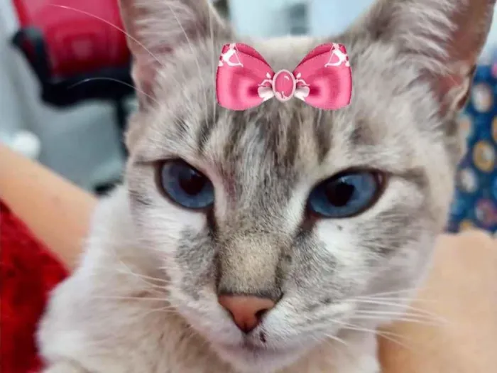 Gato ra a Mestiça  idade 2 a 6 meses nome Amora 