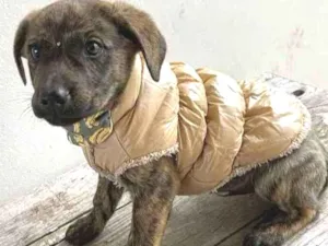 Cachorro raça Sem raça definida idade 2 a 6 meses nome RONY