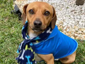 Cachorro raça Sem raça definida idade 1 ano nome CARAMELO 