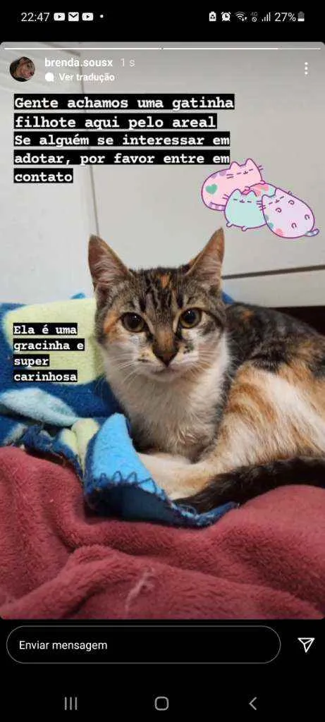 Gato ra a Não tem  idade 2 a 6 meses nome Luna