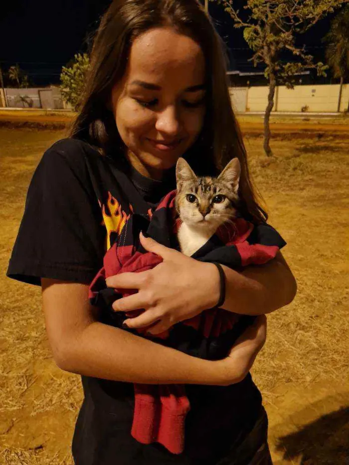 Gato ra a Não tem  idade 2 a 6 meses nome Luna