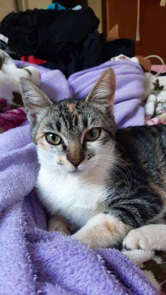 Gato ra a Não tem  idade 2 a 6 meses nome Luna