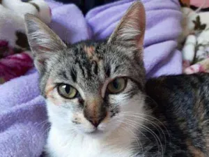 Gato raça Não tem  idade 2 a 6 meses nome Luna