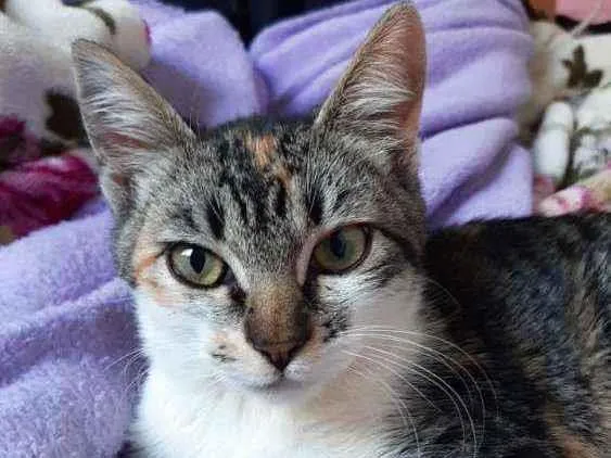 Gato ra a Não tem  idade 2 a 6 meses nome Luna