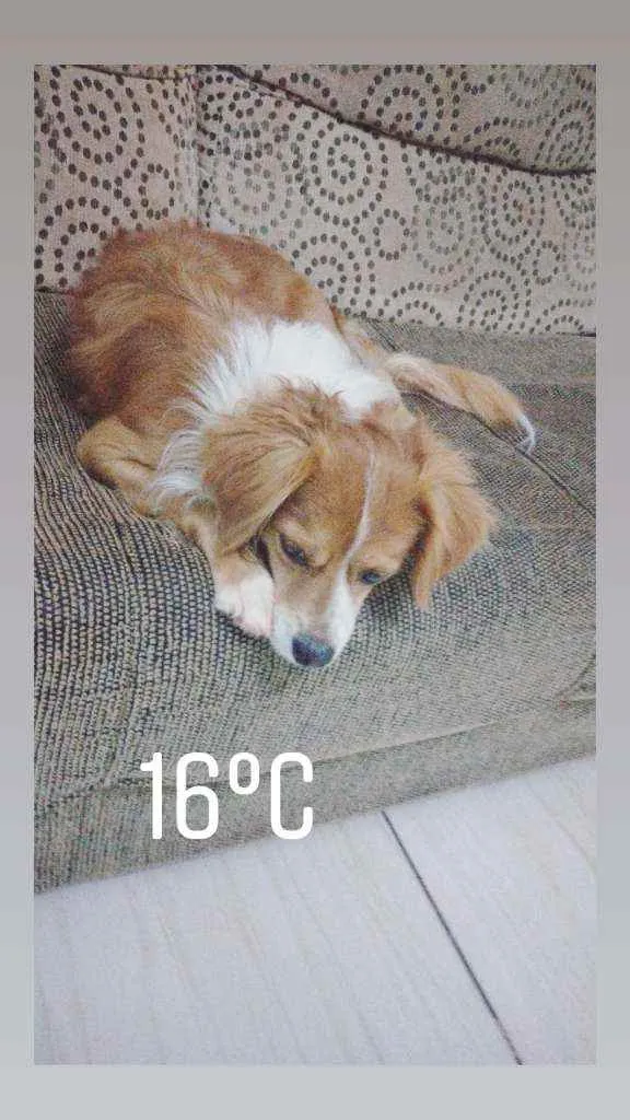 Cachorro ra a Vira lata idade 4 anos nome To