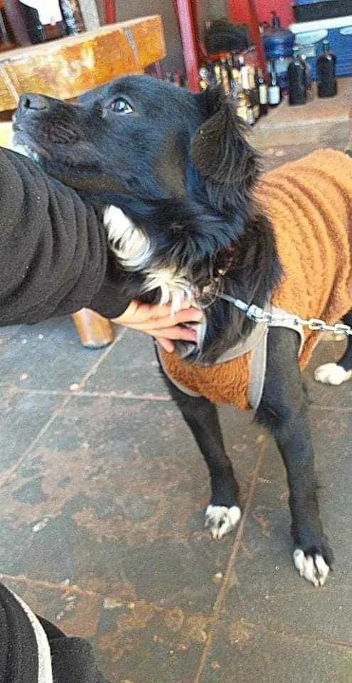 Cachorro ra a Não sei idade Abaixo de 2 meses nome Luna