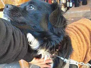 Cachorro raça Não sei idade Abaixo de 2 meses nome Luna
