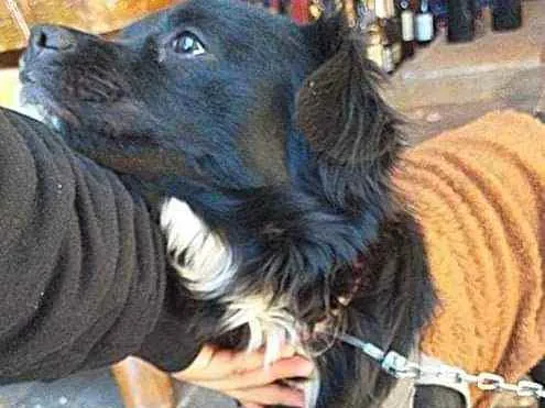 Cachorro ra a Não sei idade Abaixo de 2 meses nome Luna