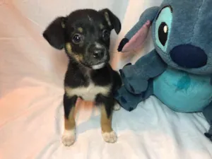 Cachorro raça SRD idade Abaixo de 2 meses nome Sem nome