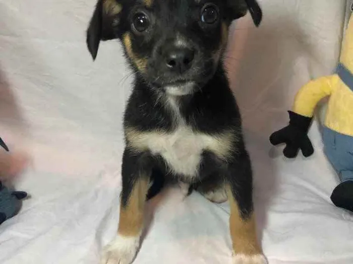 Cachorro raça SRD idade Abaixo de 2 meses nome Sem nome