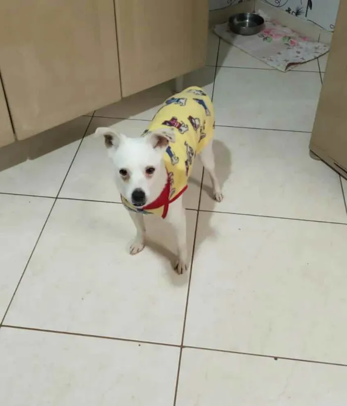 Cachorro raça  idade 2 anos nome Alice 