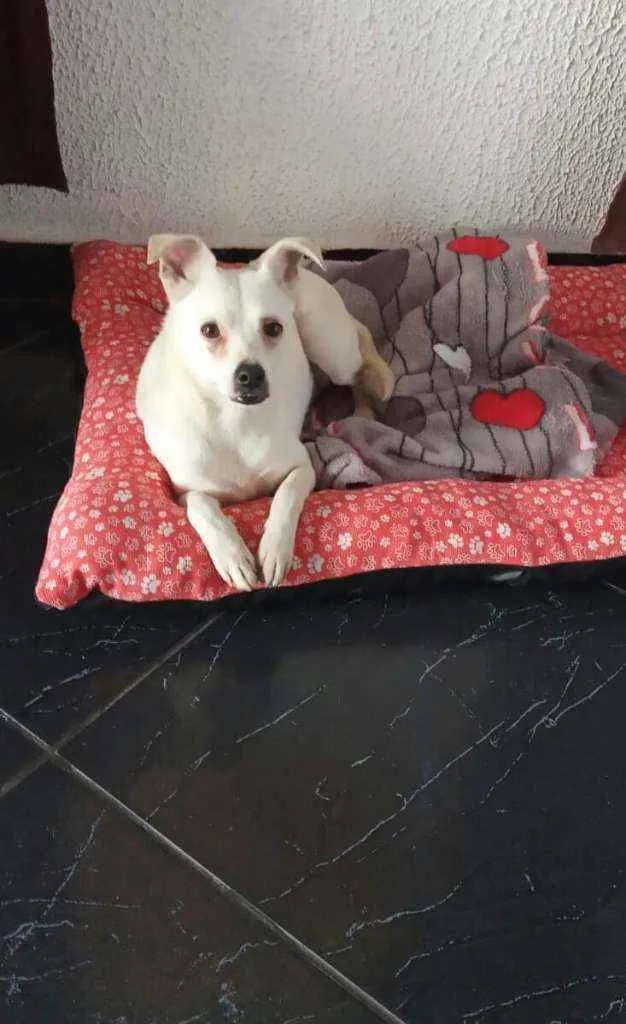 Cachorro raça  idade 2 anos nome Alice 