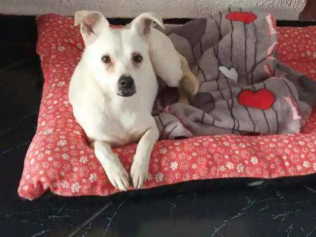 Cachorro raça  idade 2 anos nome Alice 